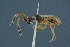  ( - BC-ZSM-HYM-26827-C12)  @11 [ ] CreativeCommons - Attribution Non-Commercial Share-Alike (2016) SNSB, Staatliche Naturwissenschaftliche Sammlungen Bayerns ZSM (SNSB, Zoologische Staatssammlung Muenchen)