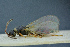  ( - BC-ZSM-HYM-26827-D01)  @11 [ ] CreativeCommons - Attribution Non-Commercial Share-Alike (2016) SNSB, Staatliche Naturwissenschaftliche Sammlungen Bayerns ZSM (SNSB, Zoologische Staatssammlung Muenchen)