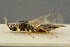  ( - BC-ZSM-HYM-26827-D02)  @11 [ ] CreativeCommons - Attribution Non-Commercial Share-Alike (2016) SNSB, Staatliche Naturwissenschaftliche Sammlungen Bayerns ZSM (SNSB, Zoologische Staatssammlung Muenchen)