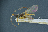  ( - BC-ZSM-HYM-26827-D03)  @11 [ ] CreativeCommons - Attribution Non-Commercial Share-Alike (2016) SNSB, Staatliche Naturwissenschaftliche Sammlungen Bayerns ZSM (SNSB, Zoologische Staatssammlung Muenchen)