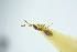 (Basalys minutissimus - BC-ZSM-HYM-26827-E03)  @11 [ ] CreativeCommons - Attribution Non-Commercial Share-Alike (2016) SNSB, Staatliche Naturwissenschaftliche Sammlungen Bayerns ZSM (SNSB, Zoologische Staatssammlung Muenchen)