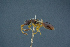  (Basalys orion - BC-ZSM-HYM-26827-E05)  @13 [ ] CreativeCommons - Attribution Non-Commercial Share-Alike (2016) SNSB, Staatliche Naturwissenschaftliche Sammlungen Bayerns ZSM (SNSB, Zoologische Staatssammlung Muenchen)