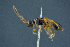  ( - BC-ZSM-HYM-26827-E11)  @11 [ ] CreativeCommons - Attribution Non-Commercial Share-Alike (2016) SNSB, Staatliche Naturwissenschaftliche Sammlungen Bayerns ZSM (SNSB, Zoologische Staatssammlung Muenchen)