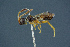  (Basalys crassiceps - BC-ZSM-HYM-26827-E12)  @11 [ ] CreativeCommons - Attribution Non-Commercial Share-Alike (2016) SNSB, Staatliche Naturwissenschaftliche Sammlungen Bayerns ZSM (SNSB, Zoologische Staatssammlung Muenchen)