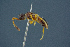  ( - BC-ZSM-HYM-26827-F09)  @11 [ ] CreativeCommons - Attribution Non-Commercial Share-Alike (2016) SNSB, Staatliche Naturwissenschaftliche Sammlungen Bayerns ZSM (SNSB, Zoologische Staatssammlung Muenchen)