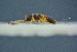  ( - BC-ZSM-HYM-26827-F11)  @11 [ ] CreativeCommons - Attribution Non-Commercial Share-Alike (2016) SNSB, Staatliche Naturwissenschaftliche Sammlungen Bayerns ZSM (SNSB, Zoologische Staatssammlung Muenchen)
