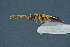  ( - BC-ZSM-HYM-26827-F12)  @12 [ ] CreativeCommons - Attribution Non-Commercial Share-Alike (2016) SNSB, Staatliche Naturwissenschaftliche Sammlungen Bayerns ZSM (SNSB, Zoologische Staatssammlung Muenchen)