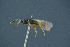  (Basalys angelikae - BC-ZSM-HYM-26827-G06)  @11 [ ] CreativeCommons - Attribution Non-Commercial Share-Alike (2016) SNSB, Staatliche Naturwissenschaftliche Sammlungen Bayerns ZSM (SNSB, Zoologische Staatssammlung Muenchen)