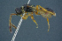  (Basalys badeniensis - BC-ZSM-HYM-26827-G10)  @11 [ ] CreativeCommons - Attribution Non-Commercial Share-Alike (2016) SNSB, Staatliche Naturwissenschaftliche Sammlungen Bayerns ZSM (SNSB, Zoologische Staatssammlung Muenchen)