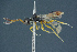  ( - BC-ZSM-HYM-26827-G12)  @11 [ ] CreativeCommons - Attribution Non-Commercial Share-Alike (2016) SNSB, Staatliche Naturwissenschaftliche Sammlungen Bayerns ZSM (SNSB, Zoologische Staatssammlung Muenchen)