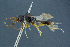  ( - BC-ZSM-HYM-26827-H01)  @11 [ ] CreativeCommons - Attribution Non-Commercial Share-Alike (2016) SNSB, Staatliche Naturwissenschaftliche Sammlungen Bayerns ZSM (SNSB, Zoologische Staatssammlung Muenchen)