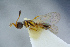  (Basalys insignificans - BC-ZSM-HYM-26827-H09)  @11 [ ] CreativeCommons - Attribution Non-Commercial Share-Alike (2016) SNSB, Staatliche Naturwissenschaftliche Sammlungen Bayerns ZSM (SNSB, Zoologische Staatssammlung Muenchen)