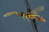  ( - BC-ZSM-HYM-26827-H11)  @11 [ ] CreativeCommons - Attribution Non-Commercial Share-Alike (2016) SNSB, Staatliche Naturwissenschaftliche Sammlungen Bayerns ZSM (SNSB, Zoologische Staatssammlung Muenchen)