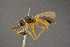  (Basalys oberbergensis - BC-ZSM-HYM-26828-A02)  @13 [ ] CreativeCommons - Attribution Non-Commercial Share-Alike (2016) SNSB, Staatliche Naturwissenschaftliche Sammlungen Bayerns ZSM (SNSB, Zoologische Staatssammlung Muenchen)