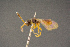  (Basalys claudiae - BC-ZSM-HYM-26828-A03)  @11 [ ] CreativeCommons - Attribution Non-Commercial Share-Alike (2016) SNSB, Staatliche Naturwissenschaftliche Sammlungen Bayerns ZSM (SNSB, Zoologische Staatssammlung Muenchen)