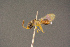  ( - BC-ZSM-HYM-26828-A05)  @11 [ ] CreativeCommons - Attribution Non-Commercial Share-Alike (2016) SNSB, Staatliche Naturwissenschaftliche Sammlungen Bayerns ZSM (SNSB, Zoologische Staatssammlung Muenchen)