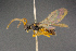  ( - BC-ZSM-HYM-26828-A08)  @11 [ ] CreativeCommons - Attribution Non-Commercial Share-Alike (2016) SNSB, Staatliche Naturwissenschaftliche Sammlungen Bayerns ZSM (SNSB, Zoologische Staatssammlung Muenchen)