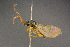  ( - BC-ZSM-HYM-26828-A09)  @11 [ ] CreativeCommons - Attribution Non-Commercial Share-Alike (2016) SNSB, Staatliche Naturwissenschaftliche Sammlungen Bayerns ZSM (SNSB, Zoologische Staatssammlung Muenchen)
