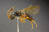  ( - BC-ZSM-HYM-26828-A10)  @11 [ ] CreativeCommons - Attribution Non-Commercial Share-Alike (2016) SNSB, Staatliche Naturwissenschaftliche Sammlungen Bayerns ZSM (SNSB, Zoologische Staatssammlung Muenchen)