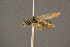  (Trichopria halterata - BC-ZSM-HYM-26828-B03)  @13 [ ] CreativeCommons - Attribution Non-Commercial Share-Alike (2016) SNSB, Staatliche Naturwissenschaftliche Sammlungen Bayerns ZSM (SNSB, Zoologische Staatssammlung Muenchen)