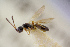  ( - BC-ZSM-HYM-26828-B07)  @13 [ ] CreativeCommons - Attribution Non-Commercial Share-Alike (2016) SNSB, Staatliche Naturwissenschaftliche Sammlungen Bayerns ZSM (SNSB, Zoologische Staatssammlung Muenchen)