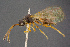  ( - BC-ZSM-HYM-26828-C04)  @11 [ ] CreativeCommons - Attribution Non-Commercial Share-Alike (2016) SNSB, Staatliche Naturwissenschaftliche Sammlungen Bayerns ZSM (SNSB, Zoologische Staatssammlung Muenchen)