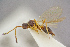  ( - BC-ZSM-HYM-26828-C05)  @11 [ ] CreativeCommons - Attribution Non-Commercial Share-Alike (2016) SNSB, Staatliche Naturwissenschaftliche Sammlungen Bayerns ZSM (SNSB, Zoologische Staatssammlung Muenchen)