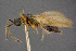  ( - BC-ZSM-HYM-26828-C06)  @11 [ ] CreativeCommons - Attribution Non-Commercial Share-Alike (2016) SNSB, Staatliche Naturwissenschaftliche Sammlungen Bayerns ZSM (SNSB, Zoologische Staatssammlung Muenchen)