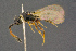  (Trichopria breisgauensis - BC-ZSM-HYM-26828-C07)  @11 [ ] CreativeCommons - Attribution Non-Commercial Share-Alike (2016) SNSB, Staatliche Naturwissenschaftliche Sammlungen Bayerns ZSM (SNSB, Zoologische Staatssammlung Muenchen)