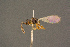 ( - BC-ZSM-HYM-26828-D03)  @11 [ ] CreativeCommons - Attribution Non-Commercial Share-Alike (2016) SNSB, Staatliche Naturwissenschaftliche Sammlungen Bayerns ZSM (SNSB, Zoologische Staatssammlung Muenchen)