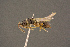  ( - BC-ZSM-HYM-26828-D04)  @11 [ ] CreativeCommons - Attribution Non-Commercial Share-Alike (2016) SNSB, Staatliche Naturwissenschaftliche Sammlungen Bayerns ZSM (SNSB, Zoologische Staatssammlung Muenchen)