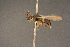  (Trichopria evanescens - BC-ZSM-HYM-26828-D05)  @14 [ ] CreativeCommons - Attribution Non-Commercial Share-Alike (2016) SNSB, Staatliche Naturwissenschaftliche Sammlungen Bayerns ZSM (SNSB, Zoologische Staatssammlung Muenchen)