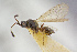  ( - BC-ZSM-HYM-26828-D10)  @11 [ ] CreativeCommons - Attribution Non-Commercial Share-Alike (2016) SNSB, Staatliche Naturwissenschaftliche Sammlungen Bayerns ZSM (SNSB, Zoologische Staatssammlung Muenchen)