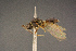  ( - BC-ZSM-HYM-26828-D11)  @13 [ ] CreativeCommons - Attribution Non-Commercial Share-Alike (2016) SNSB, Staatliche Naturwissenschaftliche Sammlungen Bayerns ZSM (SNSB, Zoologische Staatssammlung Muenchen)