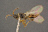  (Trichopria oxygaster - BC-ZSM-HYM-26828-D12)  @11 [ ] CreativeCommons - Attribution Non-Commercial Share-Alike (2016) SNSB, Staatliche Naturwissenschaftliche Sammlungen Bayerns ZSM (SNSB, Zoologische Staatssammlung Muenchen)