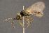  ( - BC-ZSM-HYM-26828-E01)  @11 [ ] CreativeCommons - Attribution Non-Commercial Share-Alike (2016) SNSB, Staatliche Naturwissenschaftliche Sammlungen Bayerns ZSM (SNSB, Zoologische Staatssammlung Muenchen)