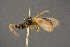  ( - BC-ZSM-HYM-26828-E03)  @11 [ ] CreativeCommons - Attribution Non-Commercial Share-Alike (2016) SNSB, Staatliche Naturwissenschaftliche Sammlungen Bayerns ZSM (SNSB, Zoologische Staatssammlung Muenchen)