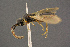  ( - BC-ZSM-HYM-26828-E04)  @11 [ ] CreativeCommons - Attribution Non-Commercial Share-Alike (2016) SNSB, Staatliche Naturwissenschaftliche Sammlungen Bayerns ZSM (SNSB, Zoologische Staatssammlung Muenchen)