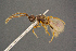  ( - BC-ZSM-HYM-26828-E06)  @11 [ ] CreativeCommons - Attribution Non-Commercial Share-Alike (2016) SNSB, Staatliche Naturwissenschaftliche Sammlungen Bayerns ZSM (SNSB, Zoologische Staatssammlung Muenchen)