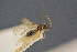  ( - BC-ZSM-HYM-26828-E10)  @11 [ ] CreativeCommons - Attribution Non-Commercial Share-Alike (2016) SNSB, Staatliche Naturwissenschaftliche Sammlungen Bayerns ZSM (SNSB, Zoologische Staatssammlung Muenchen)