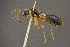  ( - BC-ZSM-HYM-26828-E11)  @11 [ ] CreativeCommons - Attribution Non-Commercial Share-Alike (2016) SNSB, Staatliche Naturwissenschaftliche Sammlungen Bayerns ZSM (SNSB, Zoologische Staatssammlung Muenchen)