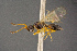  (Trichopria verticillata - BC-ZSM-HYM-26828-E12)  @14 [ ] CreativeCommons - Attribution Non-Commercial Share-Alike (2016) SNSB, Staatliche Naturwissenschaftliche Sammlungen Bayerns ZSM (SNSB, Zoologische Staatssammlung Muenchen)