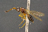  (Diapriinae - BC-ZSM-HYM-26828-F01)  @15 [ ] CreativeCommons - Attribution Non-Commercial Share-Alike (2016) SNSB, Staatliche Naturwissenschaftliche Sammlungen Bayerns ZSM (SNSB, Zoologische Staatssammlung Muenchen)