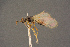  (Trichopria wasmanni - BC-ZSM-HYM-26828-F05)  @11 [ ] CreativeCommons - Attribution Non-Commercial Share-Alike (2016) SNSB, Staatliche Naturwissenschaftliche Sammlungen Bayerns ZSM (SNSB, Zoologische Staatssammlung Muenchen)