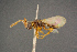  (Tetramopria aurocincta - BC-ZSM-HYM-26828-F08)  @11 [ ] CreativeCommons - Attribution Non-Commercial Share-Alike (2016) SNSB, Staatliche Naturwissenschaftliche Sammlungen Bayerns ZSM (SNSB, Zoologische Staatssammlung Muenchen)