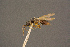  ( - BC-ZSM-HYM-26828-F11)  @11 [ ] CreativeCommons - Attribution Non-Commercial Share-Alike (2016) SNSB, Staatliche Naturwissenschaftliche Sammlungen Bayerns ZSM (SNSB, Zoologische Staatssammlung Muenchen)