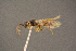  ( - BC-ZSM-HYM-26828-F12)  @11 [ ] CreativeCommons - Attribution Non-Commercial Share-Alike (2016) SNSB, Staatliche Naturwissenschaftliche Sammlungen Bayerns ZSM (SNSB, Zoologische Staatssammlung Muenchen)