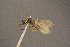  ( - BC-ZSM-HYM-26828-G01)  @11 [ ] CreativeCommons - Attribution Non-Commercial Share-Alike (2016) SNSB, Staatliche Naturwissenschaftliche Sammlungen Bayerns ZSM (SNSB, Zoologische Staatssammlung Muenchen)