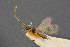  ( - BC-ZSM-HYM-26828-G02)  @11 [ ] CreativeCommons - Attribution Non-Commercial Share-Alike (2016) SNSB, Staatliche Naturwissenschaftliche Sammlungen Bayerns ZSM (SNSB, Zoologische Staatssammlung Muenchen)