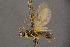  ( - BC-ZSM-HYM-26828-G03)  @11 [ ] CreativeCommons - Attribution Non-Commercial Share-Alike (2016) SNSB, Staatliche Naturwissenschaftliche Sammlungen Bayerns ZSM (SNSB, Zoologische Staatssammlung Muenchen)